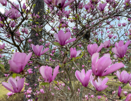 Magnolia Jane.